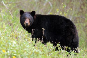 Black Bear Along Alaska Highway - Alan Sorum