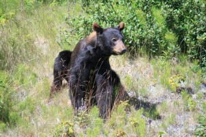 Alaska Fish and Game Online Store Opened