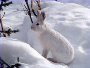 Tularemia Warning for Alaskans
